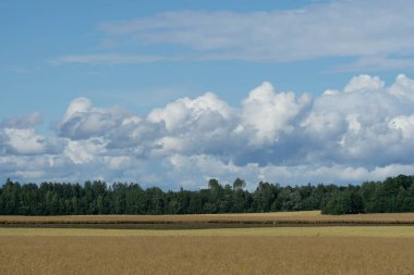 Süpürücü bir pastoral manzara, bej renginin her gölgesinde, sanatsal bir battaniyeye benzeyen olgunlaşmış ekin tarlalarıyla açılır. Altın dalgalar, parlak mavi renklerle boyanmış ve boyalı bulutlarla süslenmiş bir gökyüzünün altında sık bir ormanın arka planına doğru uzanır..