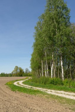Bir tarafta bir huş ağacı koruluğu ve diğer tarafta ekilmemiş, yeni sürülmüş bir tarla tarafından çevrelenmiş dolambaçlı beyaz bir kır yolu ile bir pastoral manzara, sakin bir yaz gününde parlak mavi gökyüzünün altında.