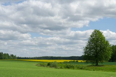 İki zıt tarlanın yer aldığı sakin bir kırsal alan canlı sarı kanola ve yemyeşil ekin tarlası parlak mavi gökyüzünün ve resmedilmiş bulutların altında güzel bir ağacın altında..
