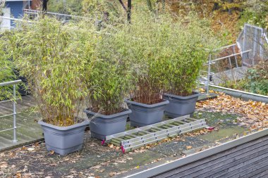 Çatıdaki terasta düşen yapraklarla çevrili dört büyük bambu bitkisi. Metal bir merdiven terasa dayanıyor, bir arka plan ve bir tırabzan ile..