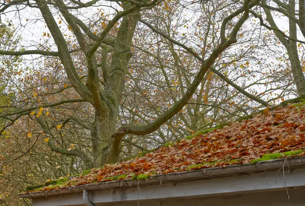 Sonbahar yapraklarıyla kaplı, birkaç yaprağı kalmış çıplak ağaçlarla çevrili bir çatının yakın görüntüsü. Sahne, solgun renkler ve sakin bir atmosferle sonbaharın özünü yakalıyor..