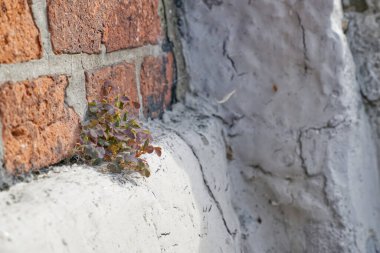 Tuğla duvardaki bir çatlaktan büyüyen küçük bir bitki, dayanıklılık ve doğanın kentsel ortamlarda gelişebilme yeteneğini gösteriyor..