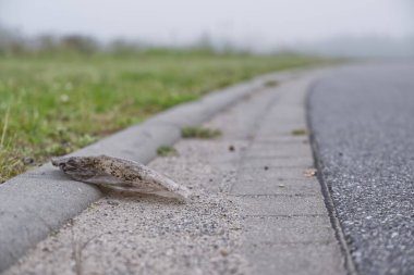 Günbatımında sakin sular ve ahşap rıhtımlarla çevrili modern bir feribot limana yanaştı. Feribot, beyaz ve mavi renk şemasına sahip parlak bir tasarıma sahiptir..