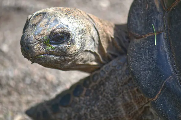 Kaplumbağa kafasının yakın çekimi, desenli derisini ve ayırt edici özelliklerini gözler önüne seriyor. Kaplumbağa doğal bir açık hava ortamında, kabuğunda biraz yeşillik görünüyor..