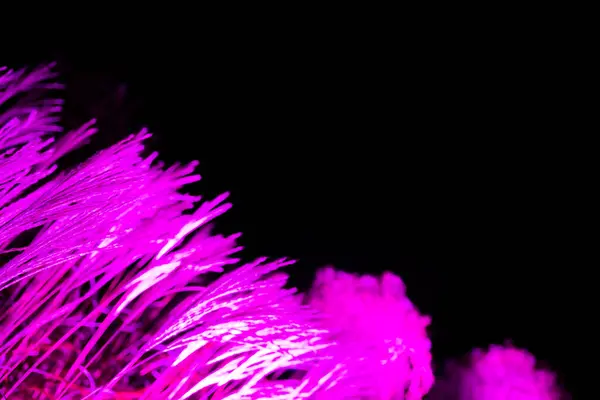 Pembe ışıklandırılmış çimenlerin ya da bitki benzeri yapıların, karanlık bir arkaplanda çarpıcı bir kontrastı ve ruhani bir atmosferi yaratan canlı bir görüntüsü..