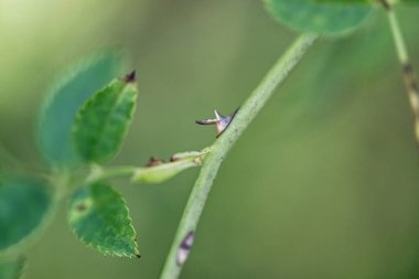 Yeşil yapraklı dikenli bir bitkinin gövdesini kapatın. Sivri dikenleri ve bulanık yeşil bir arka planı olsun..