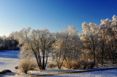 Buzlu ağaçların ve açık mavi gökyüzünün altında karla kaplı bir tarlanın yer aldığı sakin bir kış manzarası. Sahne, kışın doğanın güzelliğini yakalar..