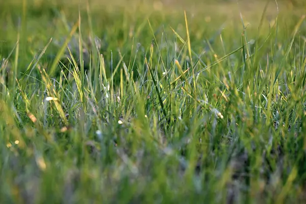 Taze ve canlı bir atmosfer yaratan, gün ışığında parlayan çiğ damlalarıyla yemyeşil çimlerin yakın görüntüsü.