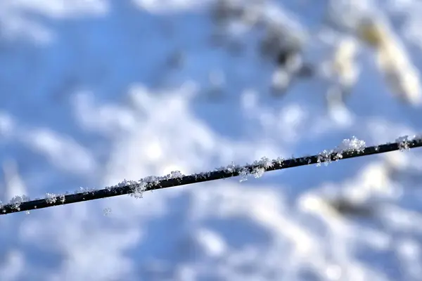 Karla kaplı bir kabloya yakın plan, karlı bir arka plan. Buz kristalleri ışıkta parlıyor ve güzel bir kış manzarası yaratıyor..