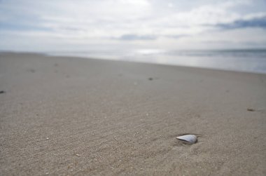 Kıyıda tek bir deniz kabuğu olan kumlu bir sahilin, bulutlu bir gökyüzünün altında yakın çekim görüntüsü. Okyanus arka planda görünür, sakin bir atmosfer yaratır..