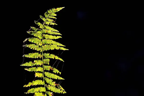 Parlak yeşil eğreltiotu yaprağı koyu bir arkaplan üzerine aydınlatılmış, karmaşık yaprak yapısı ve dokusunu sergiliyor..
