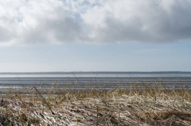 Bulutlu bir gökyüzünün altında kuru otlardan oluşan bir ön plan ve sakin bir deniz içeren sakin bir kıyı manzarası. Ufuk, yumuşak dalgalar ve huzurlu bir atmosfer sergiliyor..