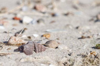 Yüzeye yayılmış çeşitli küçük taş ve kabukların olduğu kumlu bir sahilin yakın görüntüsü. Odak noktası kumların ve çakıl taşlarının arasında yatan kahverengi bir yosun parçası..