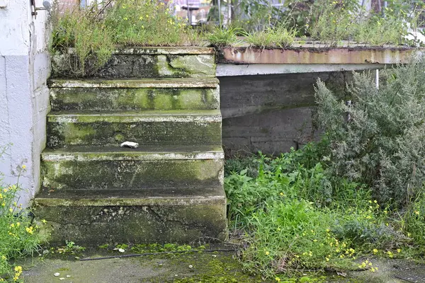 Etrafı yabani yeşillik ve yabani otlarla çevrili harap bir platforma çıkan beton bir merdiven seti. Merdivenler, üzerinde yosun ve bitkilerin büyüdüğü yıpranma ve ihmal belirtileri gösteriyor..