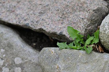 İki büyük taş arasında büyüyen küçük yeşil bir bitki, kayalık bir ortamda doğanın dayanıklılığını gösteriyor..