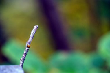 Üzerine uğur böceği konmuş küçük bir dal parçası yakın plan, bulanık yeşil ve kahverengi bir arkaplan üzerine kurulmuş, sakin bir doğa sahnesi yaratıyor.