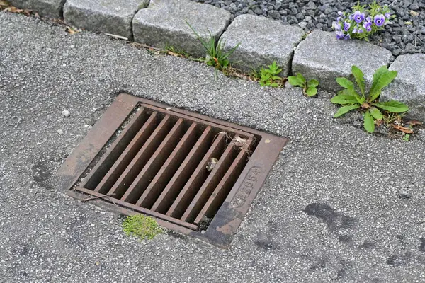 Küçük taşlar ve yeşil bitkilerle çevrili beton kaldırıma kurulmuş metal bir rögar ızgarası. Kanalizasyon biraz paslanmış ve birkaç parça yosun var..