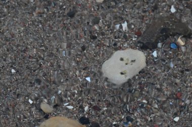 Çeşitli küçük taşlar ve çakıl taşlarıyla kumlu bir su altı yüzeyinin yakın görüntüsü. Açık renkli bir kaya koyu çakıl ve kabuklar arasında belirgin bir şekilde görülebilir, yukarıda dalgalanan su yansımalar yaratır..