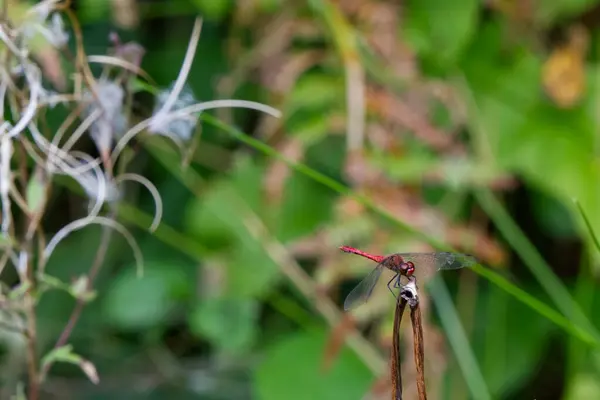 Kırmızı bir yusufçuğun yakın çekimi ince bir bitki gövdesine tünemiş, yemyeşil yapraklar ve arka planda narin beyaz çiçeklerle çevrili..
