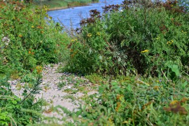 Nehre giden manzaralı bir patika, yemyeşil bitki örtüsü ve renkli kır çiçekleriyle çevrili. Güneş ışığı, doğal doğaya sıcak bir parıltı saçar..