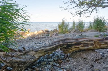Yumuşak çakıl taşları, dalları ve yemyeşil bitkilerin olduğu sakin bir sahil sahnesi. Sakin su gökyüzünü yansıtır, barışçıl bir atmosfer yaratır..