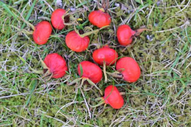 Yeşil çimenlere saçılmış parlak kırmızı mantar kümesi doğal arka plana karşı eşsiz şekillerini ve canlı renklerini sergiliyor..