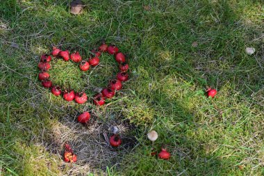 Yeşil çimenlerin üzerine yerleştirilmiş kırmızı gül kalçalarından yapılmış bir kalp şekli ve yakınlarda dağınık böğürtlenler. Sahne parlak ve doğal. Yaratıcı bir açık hava gösterisi sergiliyor..
