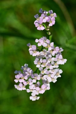Bulanık yeşil bir zemin üzerine kurulmuş küçük yapraklı narin pembe ve beyaz çiçek kümesi. Çiçekler sıkı bir düzende düzenlenmiştir. Karmaşık detaylarını gösterirler..