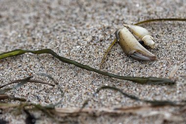 Kumlu sahilde, deniz yosunlarıyla çevrili yengeç kabuğunun yakın çekimi. Kabuk kısmen kuma gömülü, desen ve rengini gösteriyor..