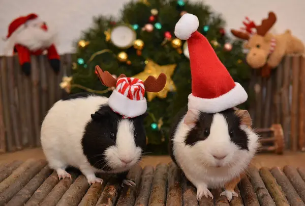 Biri Noel Baba şapkalı, diğeri de rengeyiği boynuzlu iki kobay, süslü bir Noel ağacının önünde..
