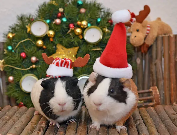 İki kobay Noel şapkası takıyor, biri ren geyiği boynuzlu, diğeri Noel Baba şapkalı, süslü bir Noel çelenginin önünde..