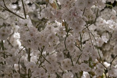 İnce yeşil saplı narin beyaz çiçeklerin yakın plan görüntüsü yumuşak ve huzurlu bir çiçek arkaplanı oluşturur. Çiçekler küçük ve kümelenmiş, biraz zarafet katıyor..