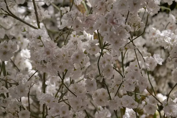 İnce yeşil saplı narin beyaz çiçeklerin yakın plan görüntüsü yumuşak ve huzurlu bir çiçek arkaplanı oluşturur. Çiçekler küçük ve kümelenmiş, biraz zarafet katıyor..