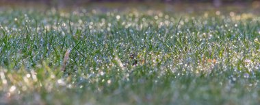 Sabah çiğ tanesiyle kaplanmış çimlerin yakın görüntüsü, gün ışığında parlıyor. Damlacıklar çimenlerin yaprakları üzerinde ışıl ışıl bir etki yaratarak sahnenin doğal güzelliğini arttırır..