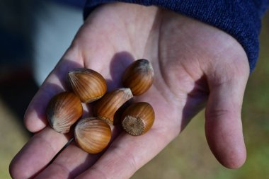 Birkaç fındık tutan, pürüzsüz, kahverengi kabuklarını gösteren bir el. Arka plan hafifçe bulanık, avuç içindeki fındıkları vurguluyor..