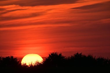 Danimarka 'da Kollund' da canlı bir günbatımı. Siluetli ağaçların arkasında büyük bir güneş batıyor..