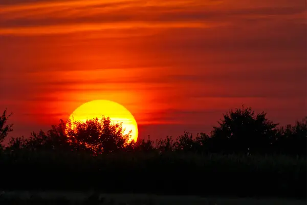 Danimarka 'da Kollund' da canlı bir günbatımı. Siluetli ağaçların arkasında büyük bir güneş batıyor. Ve ateşli kırmızı bir gökyüzü..