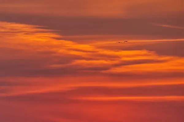 Danimarka 'nın Kollund şehrinde gün batımında canlı turuncu ve kırmızı renklerde iki kuşun uçtuğu sakin bir gökyüzü..