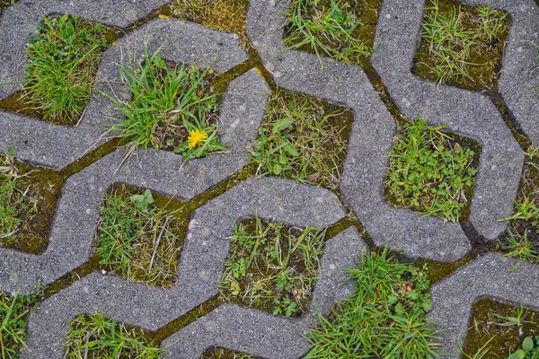 Boşluklardan büyüyen çimen ve yabani otlarla desenli beton kaldırımın yakın çekim görüntüsü. Yeşilliklerin arasında tek bir sarı karahindiba duruyor..