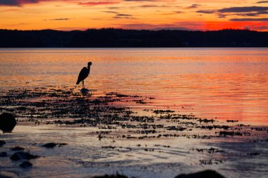Gri balıkçıl, 23 Temmuz 2025 'te şiddetli fırtınalardan sonra gün batımının özellikle renkli olduğu gezinti güvertesine ve Gluecksburg plajına siluetini çizer.