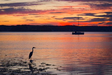 Gri balıkçıl, 23 Temmuz 2025 'te şiddetli fırtınalardan sonra gün batımının özellikle renkli olduğu gezinti güvertesine ve Gluecksburg plajına siluetini çizer.