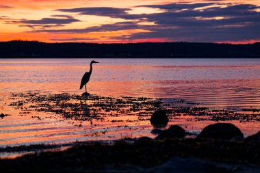 Gri balıkçıl, 23 Temmuz 2025 'te şiddetli fırtınalardan sonra gün batımının özellikle renkli olduğu gezinti güvertesine ve Gluecksburg plajına siluetini çizer.