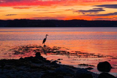 Gri balıkçıl, 23 Temmuz 2025 'te şiddetli fırtınalardan sonra gün batımının özellikle renkli olduğu gezinti güvertesine ve Gluecksburg plajına siluetini çizer.