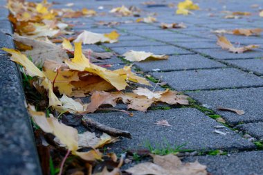Kaldırımlı kaldırım taşları, sarı akçaağaç yaprakları, düşen yosun ve çimenler, güneşli bir günde açık şehir ortamında fayans eklemleri arasında büyüyor.