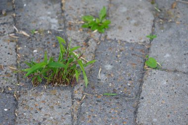 Avrupa 'da, taş kaldırımdaki çatlaklar arasında büyüyen bambu kaldırımların arasından engellenmeden büyür ve kaldırımı yok eder.