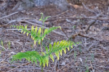 Küçük eğreltiotu bitkisi, iki büyük, iki orta boy ve iki küçük yapraklı, küçük örümcekle birlikte, kurumuş dallara ve bir ağaca karşı ağ örüyor.