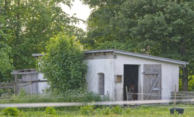 Yeşillik ve ağaçlarla çevrili ahşap kapıları olan taşralı beyaz bir ahır..