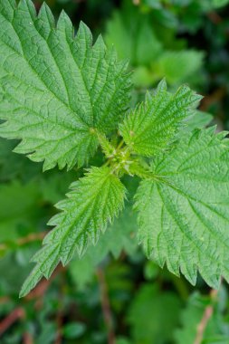 Isırgan otunun ucu tırtıklı yapraklarıyla odaklanmış vaziyettedir. Arkaplan yemyeşil yapraklarla dolu, doğal ve canlı bir manzara yaratıyor..