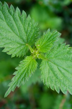 Canlı yeşil ısırgan otu yapraklarının ayrıntıları ekolojik farkındalığı ve doğal büyümeyi sembolize ediyor. Bu görüntü sürdürülebilirlik ve çevre korumasındaki mevcut eğilimleri yansıtır.