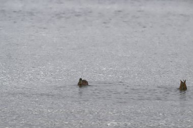 Benekli bir su yüzeyinde, bir ördek sakince yüzerken diğeri balıklama atlıyor. Sadece kuyruğu görünüyor. Dalgalı su, doğadaki yağmurlu bir anın sessiz gerilimini yansıtır.